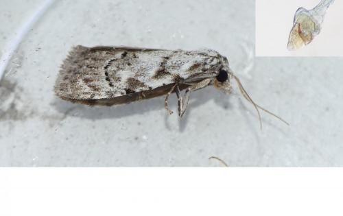 Réf. 252 937 : Nola confusalis